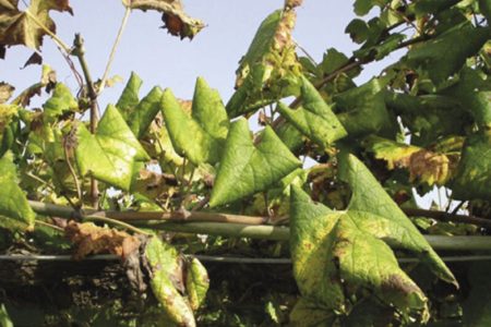 Növény-egészségügyi zárlat kihirdetése